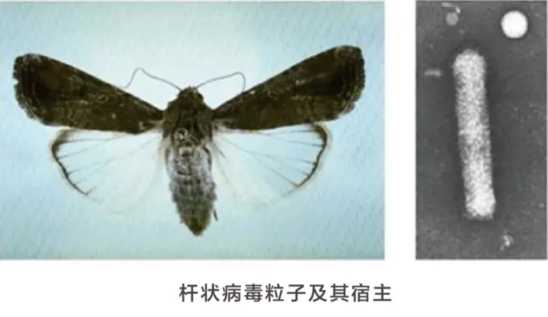 昆虫表达：赋能重组蛋白制备的高效技术路径