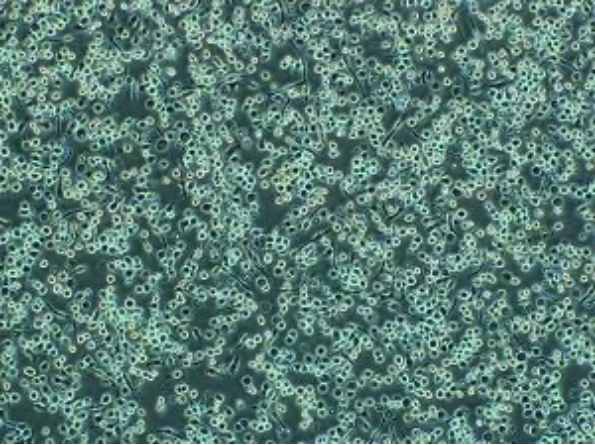 昆虫表达：助力蛋白研究的高效生物合成技术