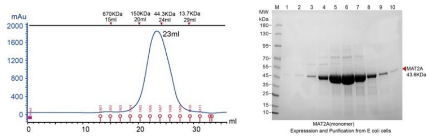 深入解析蛋白三级结构/四级结构：从分子构象到功能实现