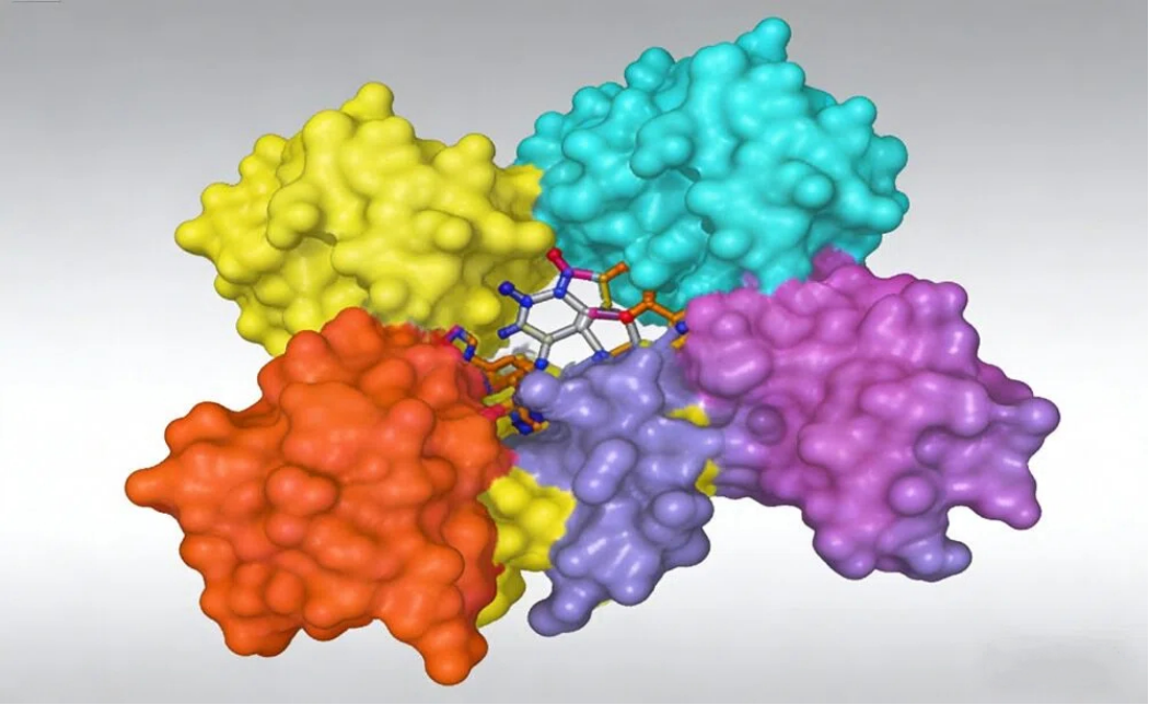 蛋白小分子结构解析:解锁生物分子机制的核心密码