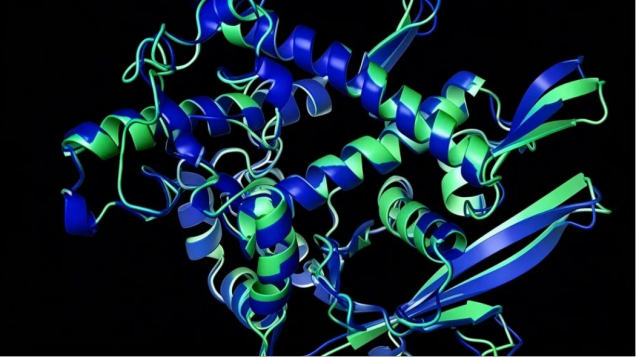 蛋白质结构与功能分析：解码生命活动的核心密钥