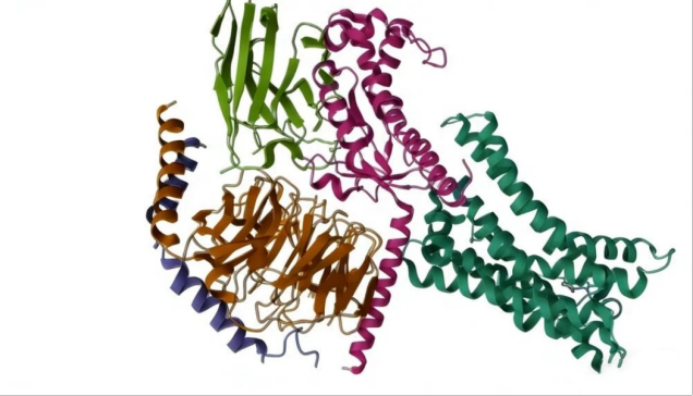 蛋白复合物结构：解析分子互作核心，驱动药物研发与生命科学突破！