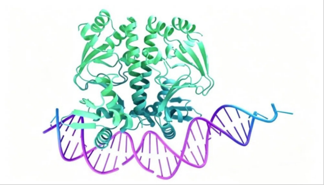 解析蛋白质结构：解锁生命功能与药物研发的核心路径