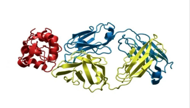 蛋白小分子结构:药物研发与分子机制研究的核心载体