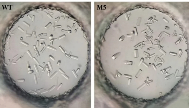 晶体学结构解析:破译生物大分子微观密码的核心技术