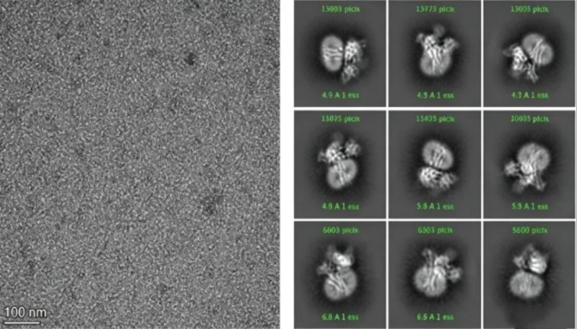 Cryo-EM:解锁生物大分子微观结构的核心利器