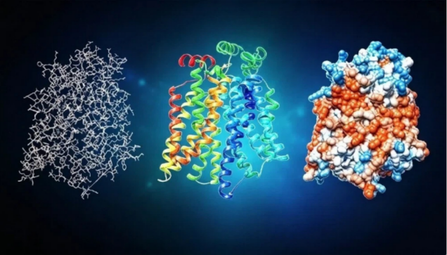 蛋白三级结构：解锁生命分子的功能密码